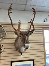 Load image into Gallery viewer, Caribou Mount