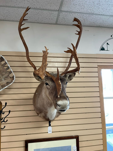 Caribou Mount