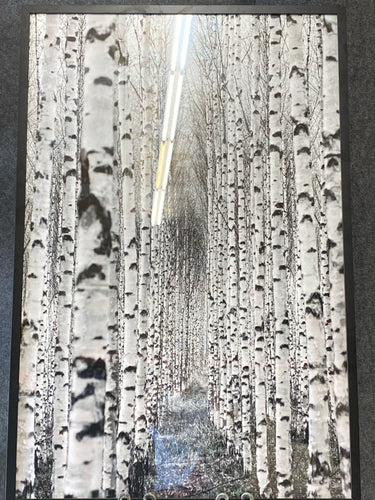 Framed Art Birch Tree Path