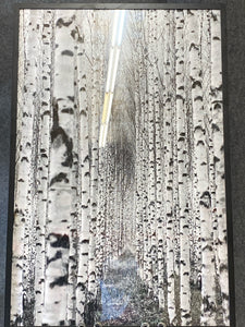 Framed Art Birch Tree Path