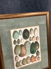 Load image into Gallery viewer, Framed Art Egg Collection II