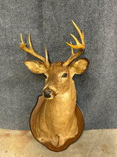 Load image into Gallery viewer, Whitetail Buck Taxidermy Shoulder Mount