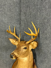 Load image into Gallery viewer, Whitetail Buck Taxidermy Shoulder Mount
