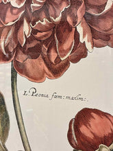 Load image into Gallery viewer, Framed Botanical Floral Print - Peony Artwork