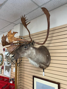 Caribou Mount