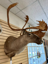 Load image into Gallery viewer, Caribou Mount